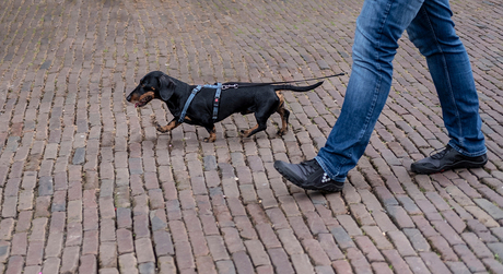Met de baas in de pas lopen