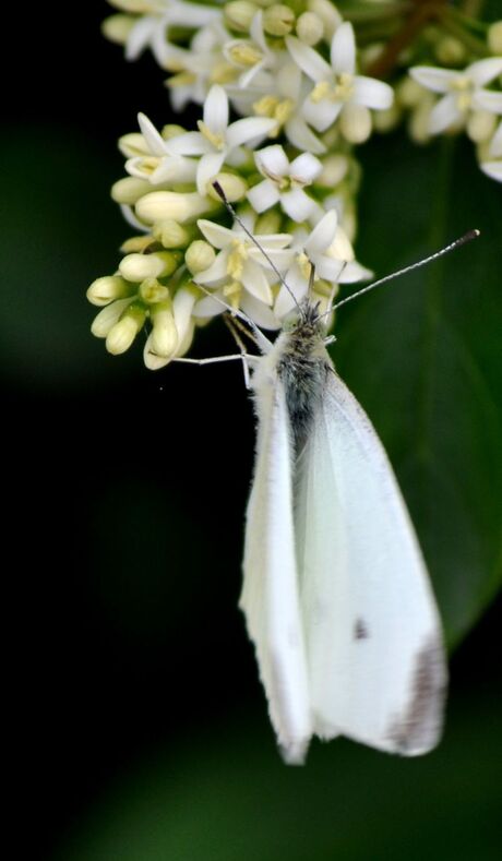 vlinder hangend aan ligustrum