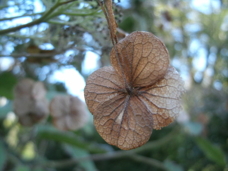 Herfst