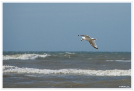 Seagull