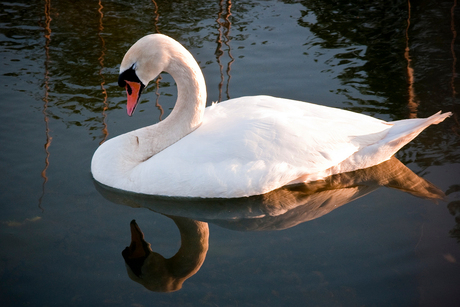 Does a swan dream?