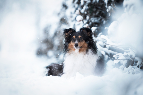 Skye in de sneeuw