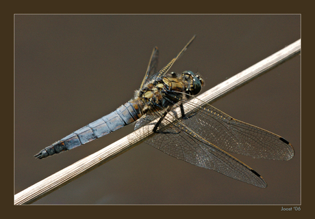 Orthetrum cancellatum