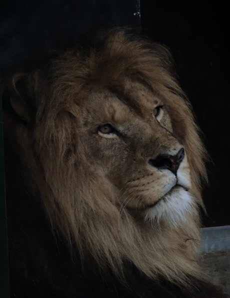 Male lion relaxing in the rain