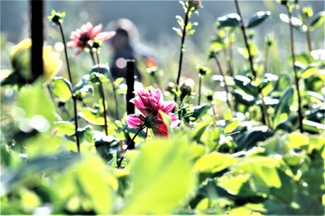 dahlia tussen de planten