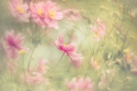 flowerdream in pink