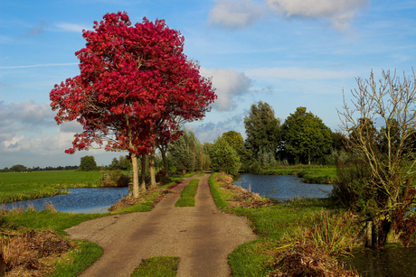 De rode boom