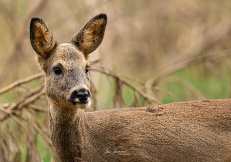 Deer in the woods