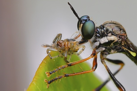 Gewone Bladjager met prooi....