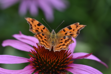 Vlinder op zonnehoed