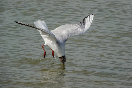 yippee....voetjes van de vloer