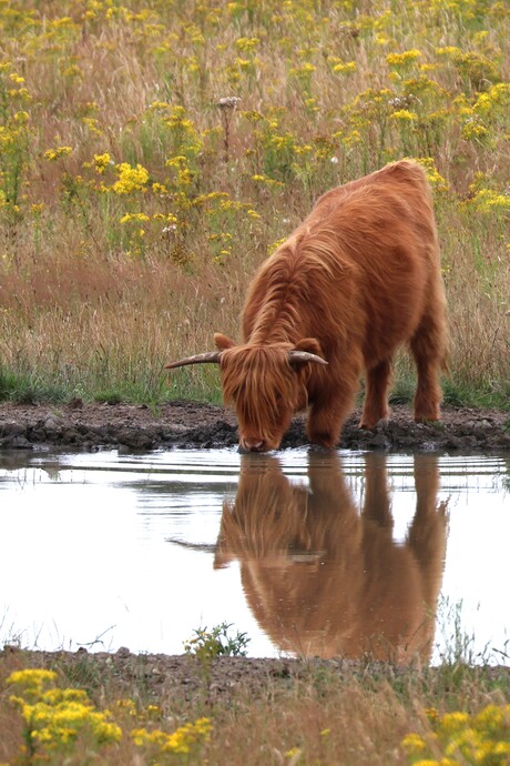 Schotse Hooglander