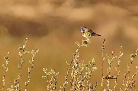 Blauwborst de Hors Texel