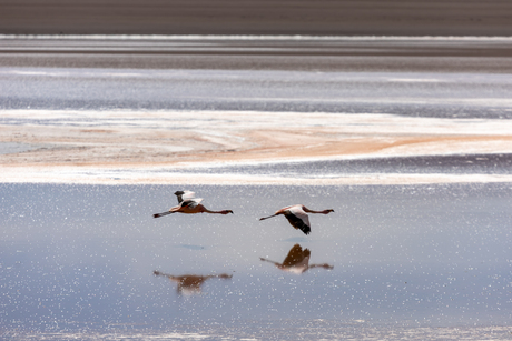 Flamingo's bij Laguna Blanca in Bolivia