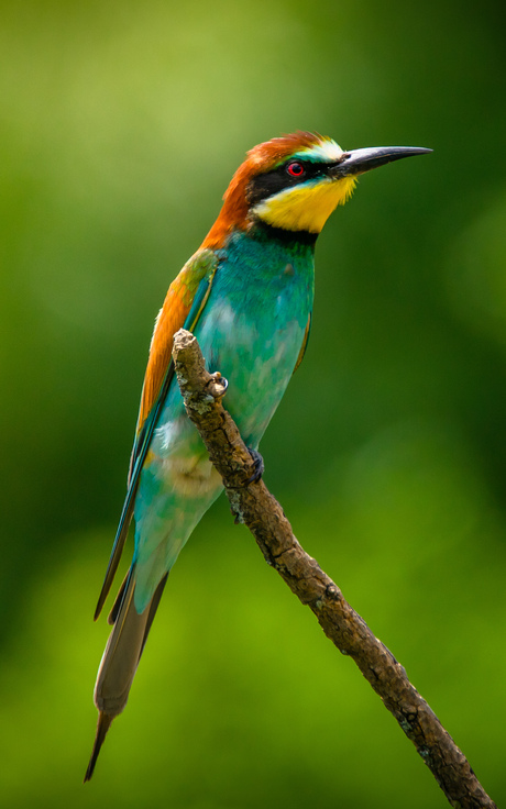 Bee eater