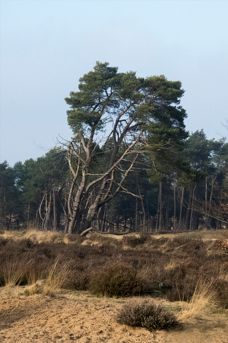 Veluwe