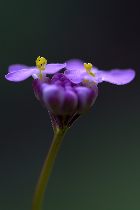 Schermscheefbloem