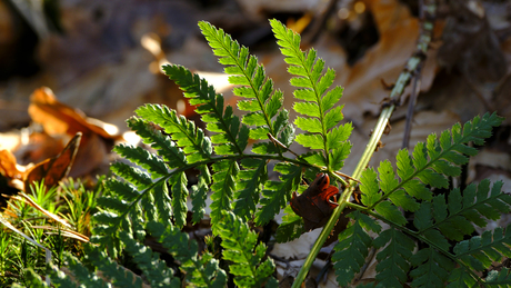 Varen met tegenlicht