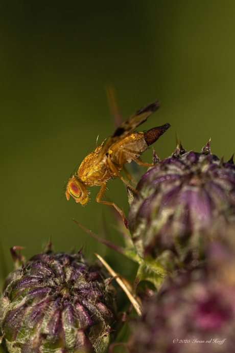 Macro