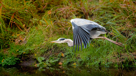 Blauwe reiger in vogelvlucht