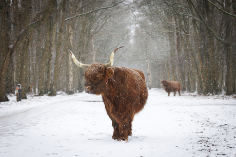 Hooglander in de sneeuw