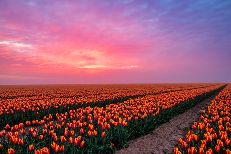Orange Tulip field
