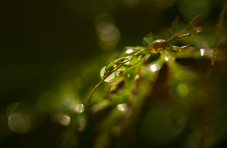 Regendruppels op acer