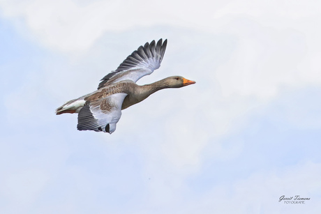 Grauwe gans