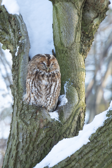 bosuil in de sneeuw