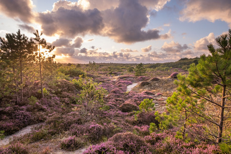 Prachtig heide veld op Terschelling