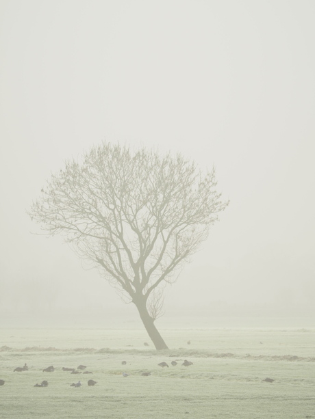 In de mist