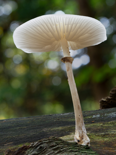 Paddenstoel