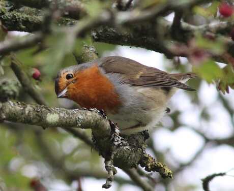 Nieuwsgierig roodborstje