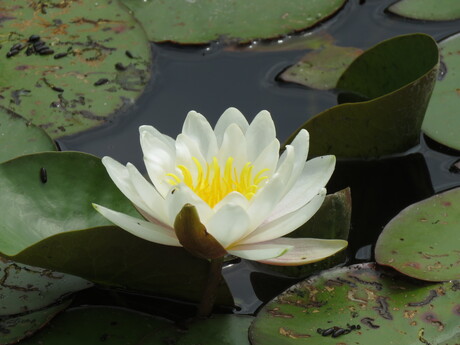 Witte waterlelie