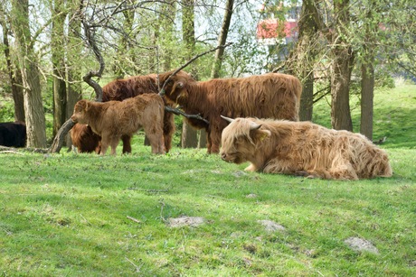 Schotse Hooglanders