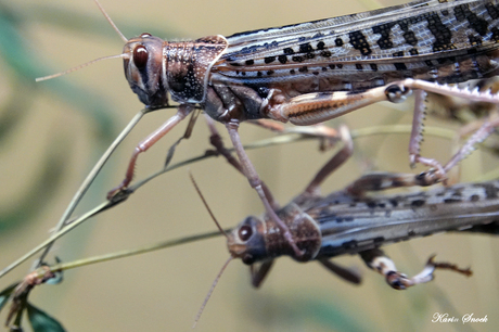 "Aaaah double trouble...."