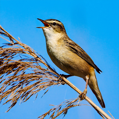 De rietzanger (Acrocephalus schoenobaenus)