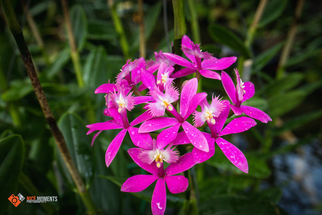 Vaatplanten (Epidendrum secundum)