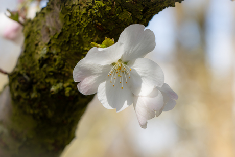 Lente vibes