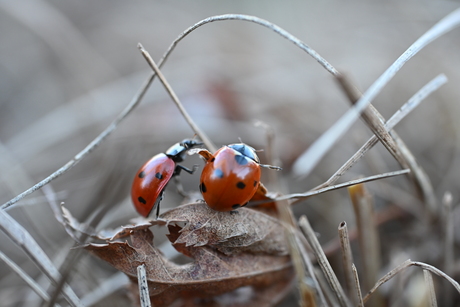 Sumo leaf lieveheersbeestjes