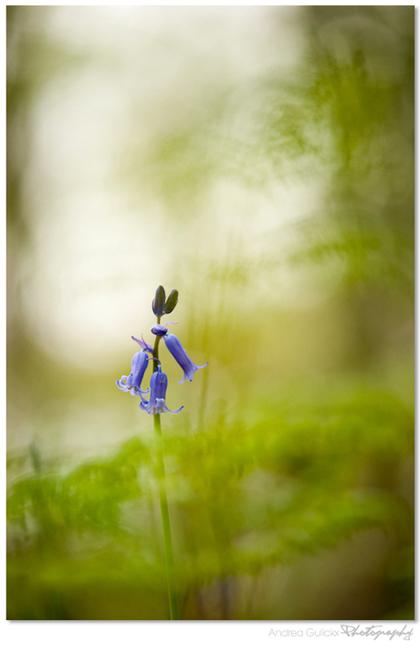 Bluebell blues