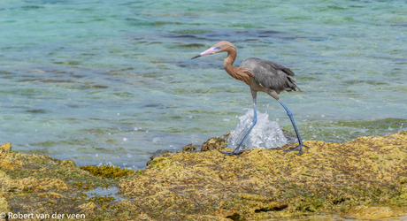 Bonaire 2017