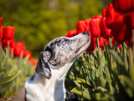 Hondje met Lentegevoel