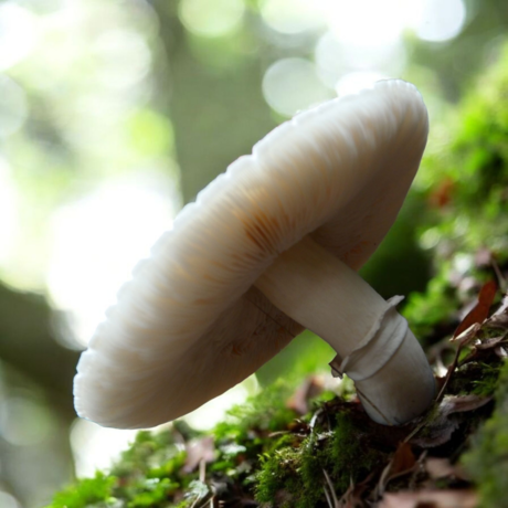 Blanke champignonparasol