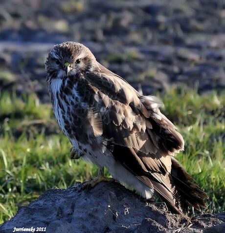 buizerd 2