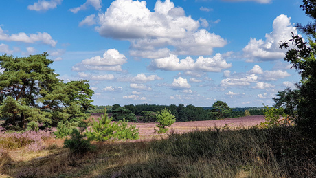 Brunssummerheide