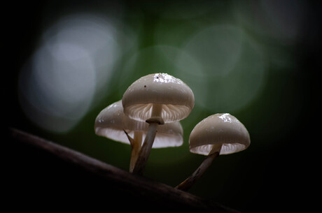 Glimmend en glanzend…