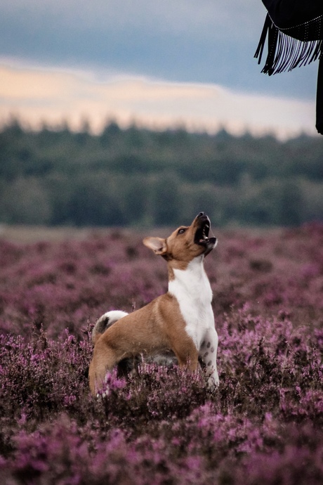 Tussen de bloeiende heide