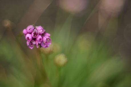 Juffertje in het groen