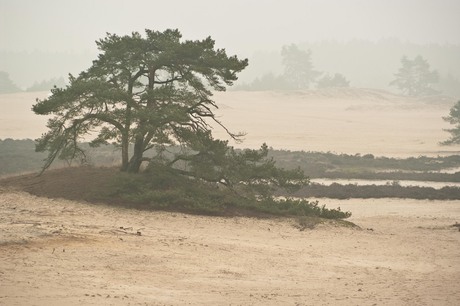 Hulshorst in de mist